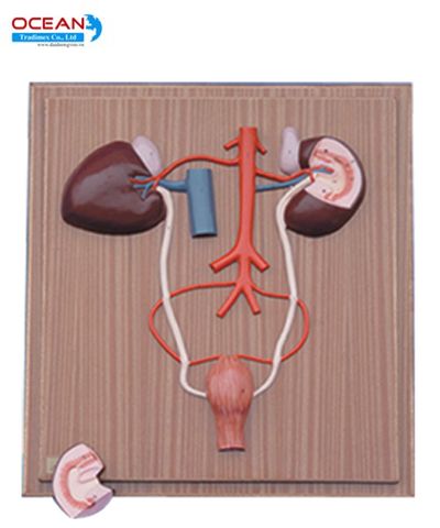  Mô hình hệ bài tiết ngựa đực